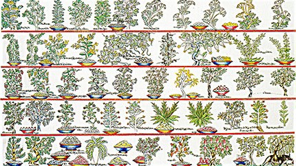 藏藥資源分布、發(fā)展史